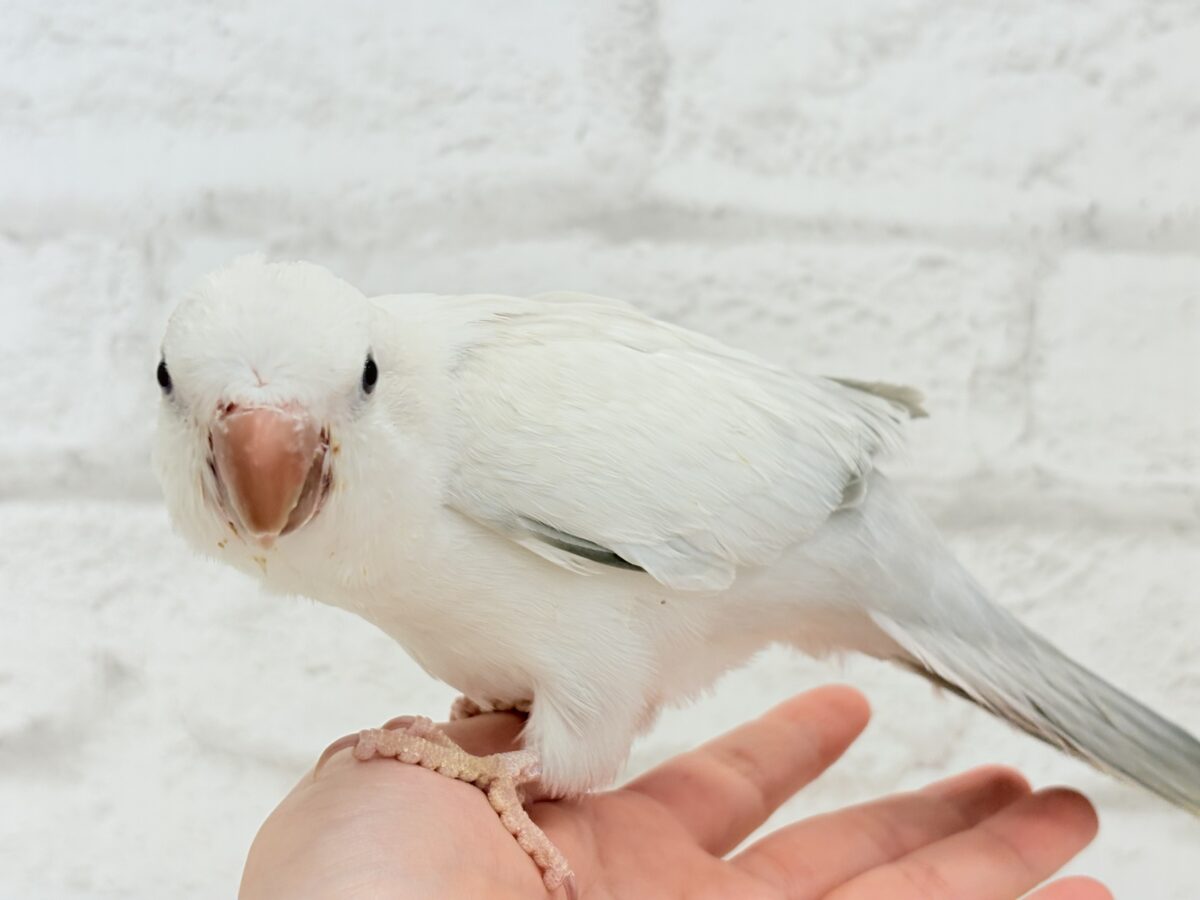 オキナインコ