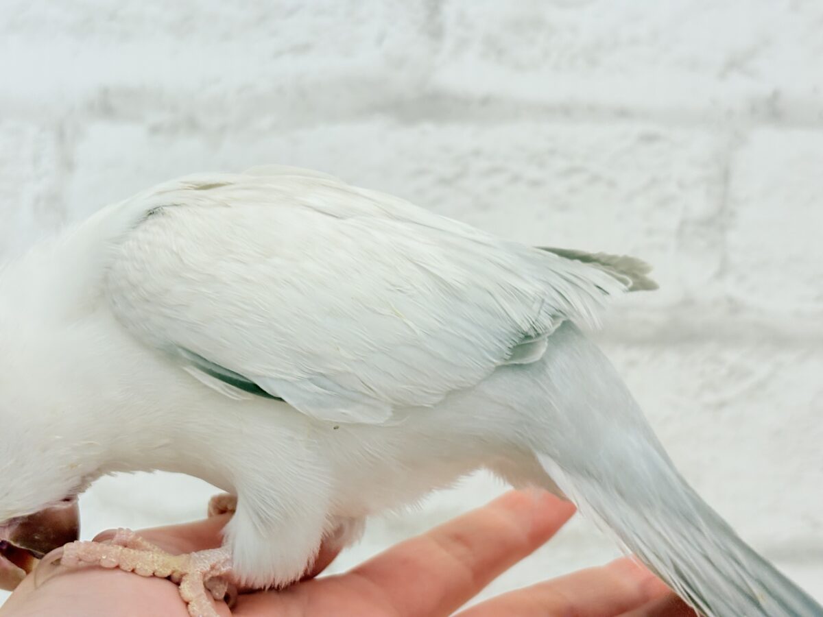 オキナインコ