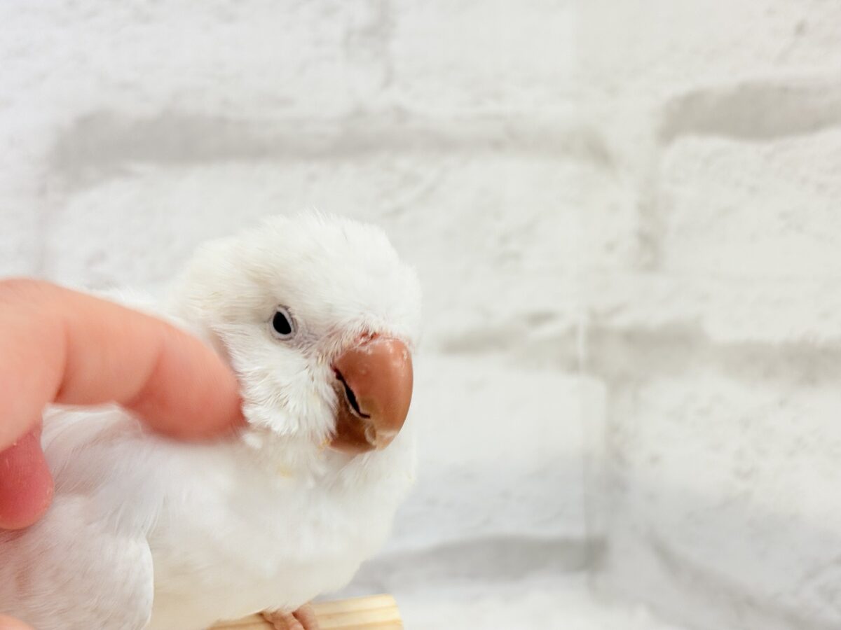 オキナインコ