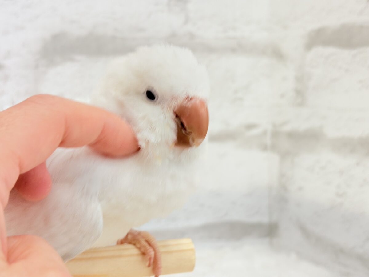 オキナインコ
