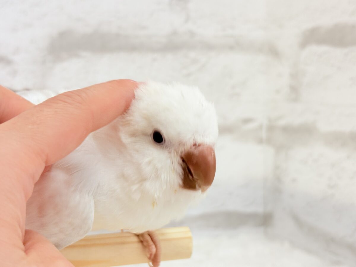 オキナインコ