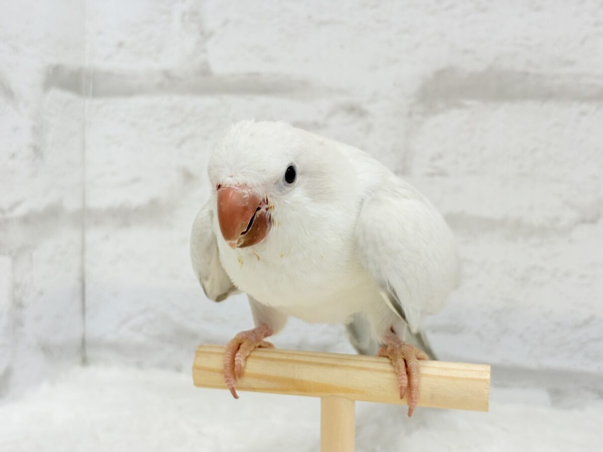 オキナインコ