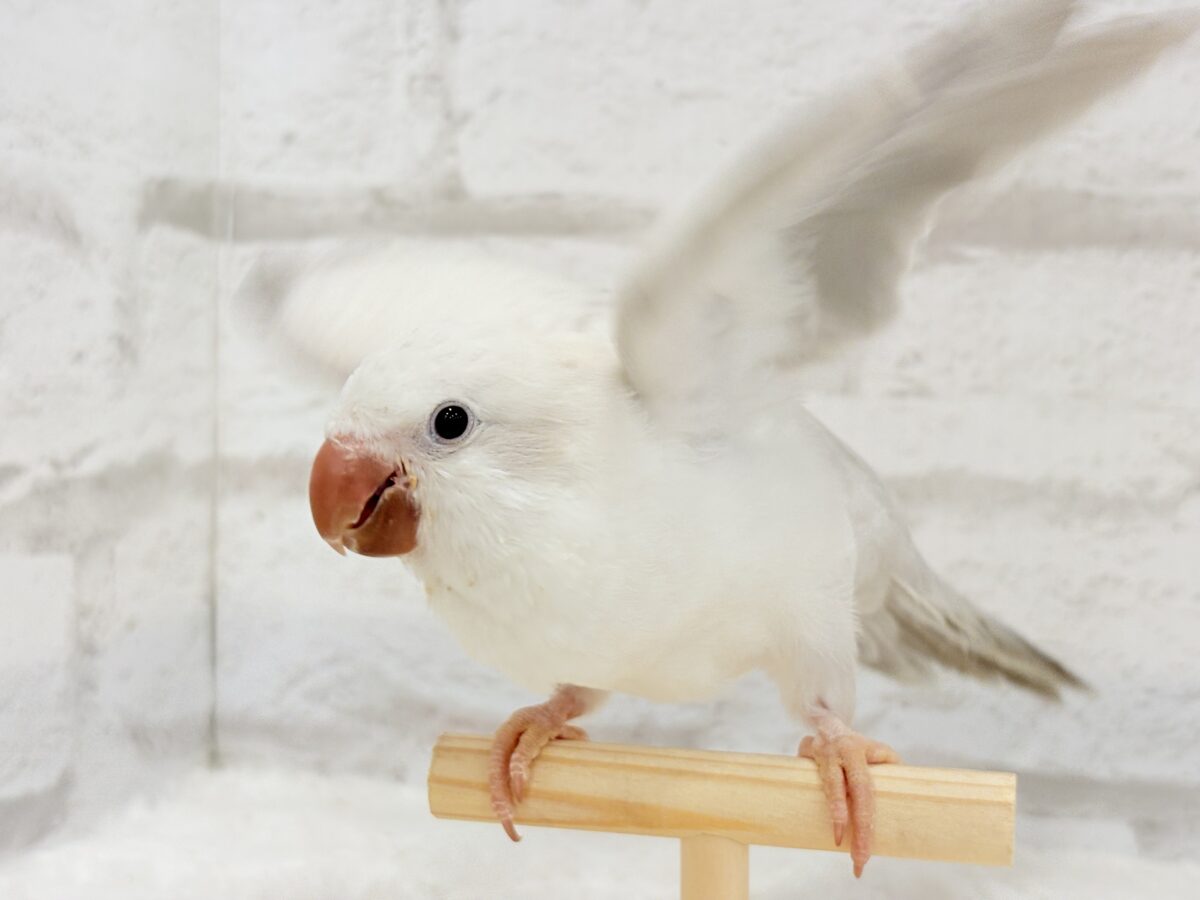 オキナインコ