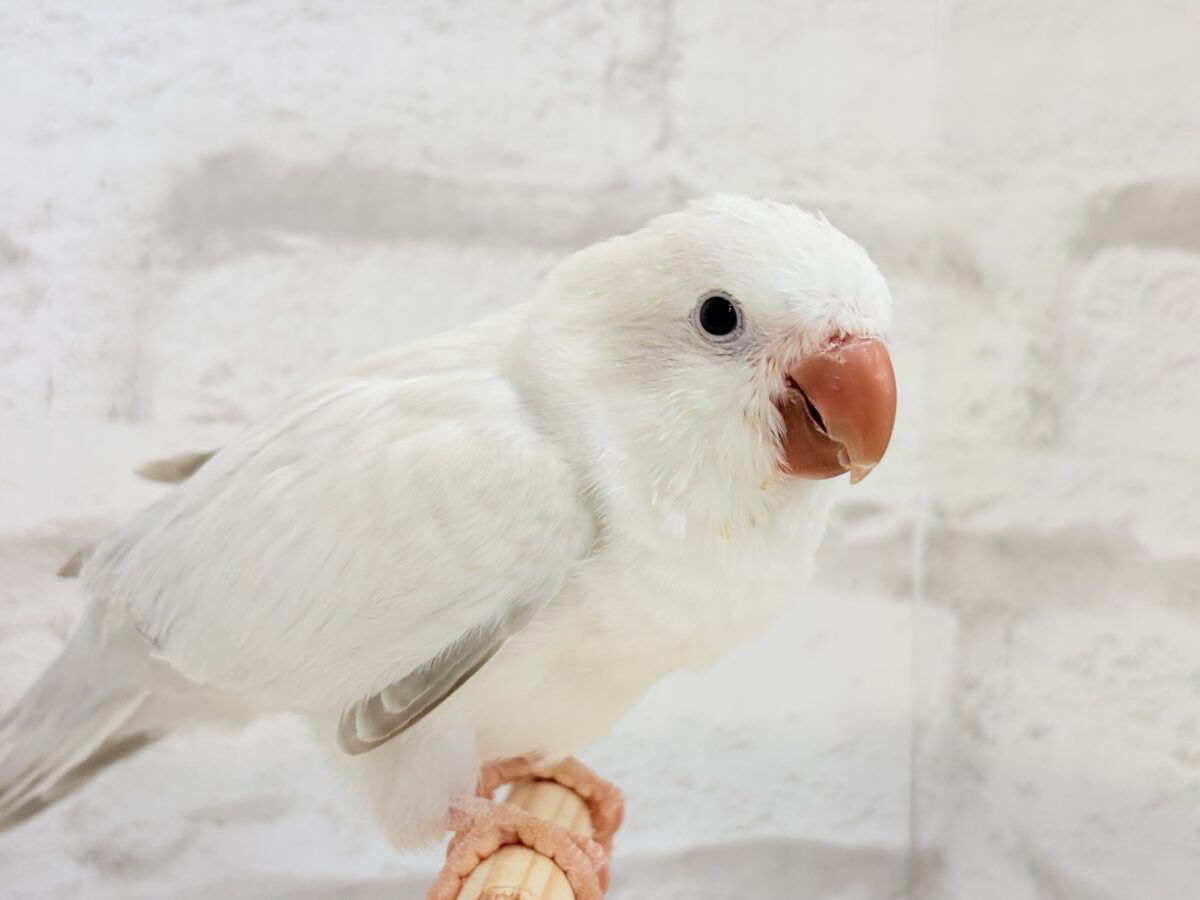 オキナインコ