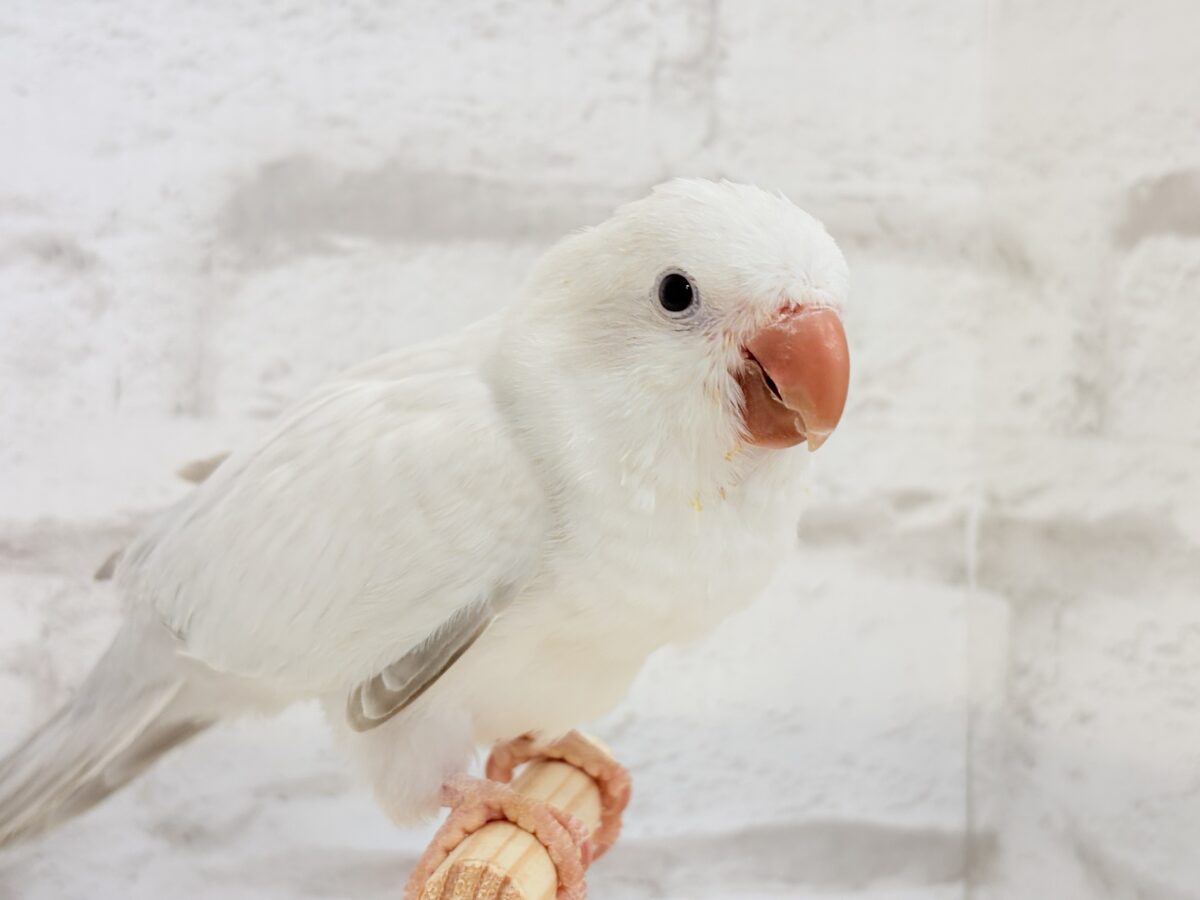 オキナインコ