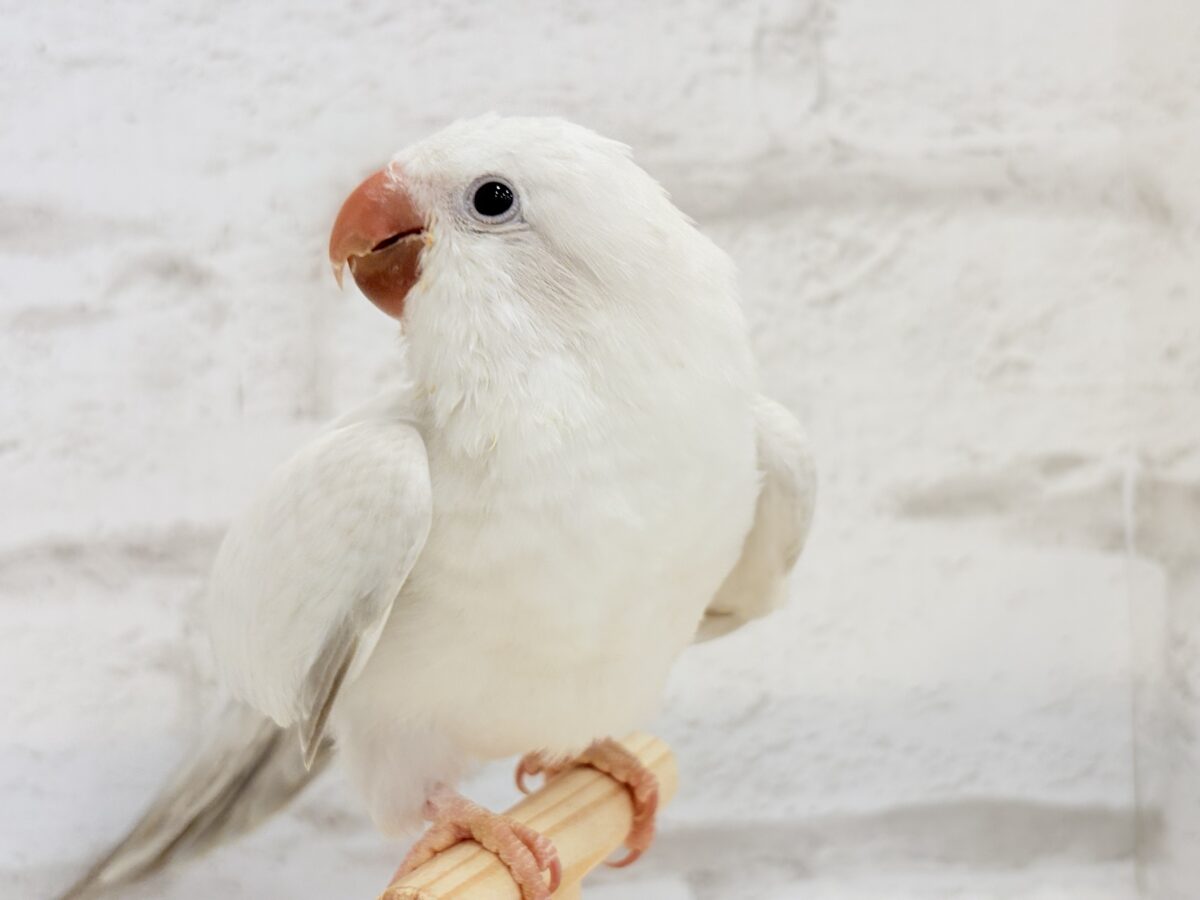 オキナインコ