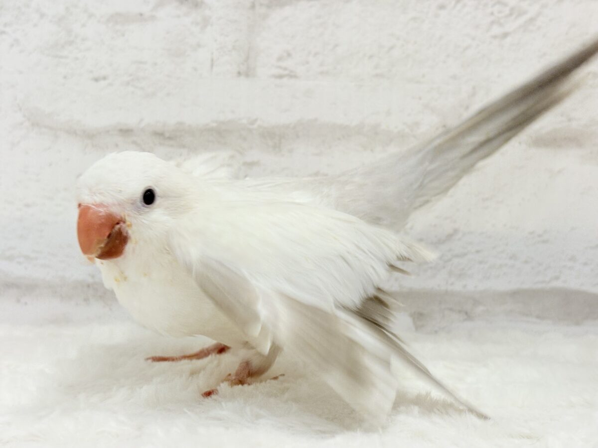 オキナインコ