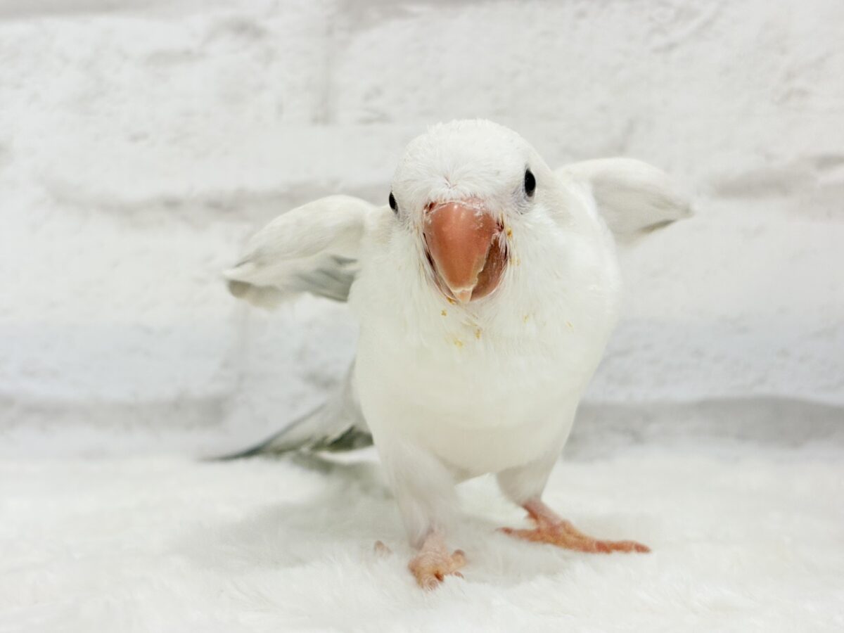 オキナインコ
