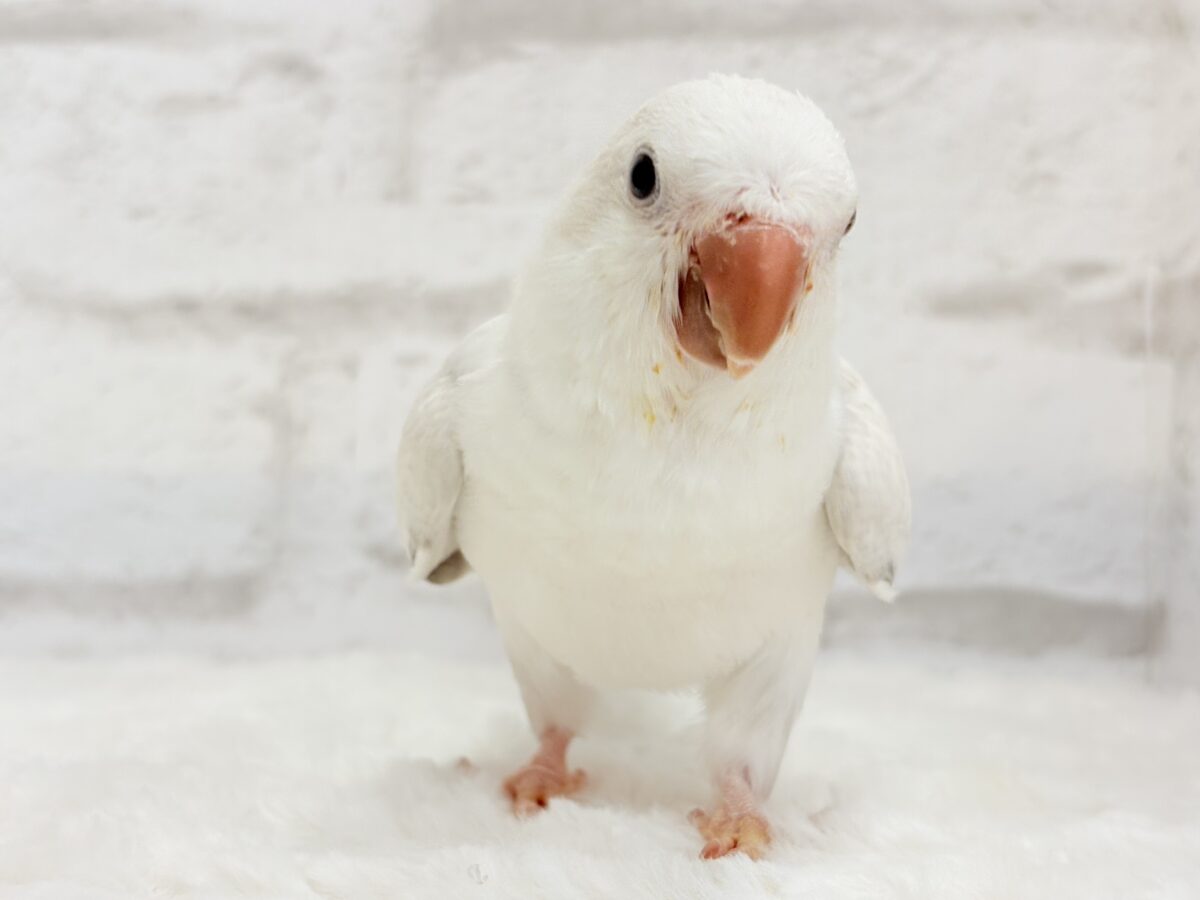 オキナインコ