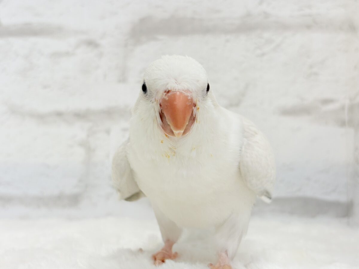 オキナインコ