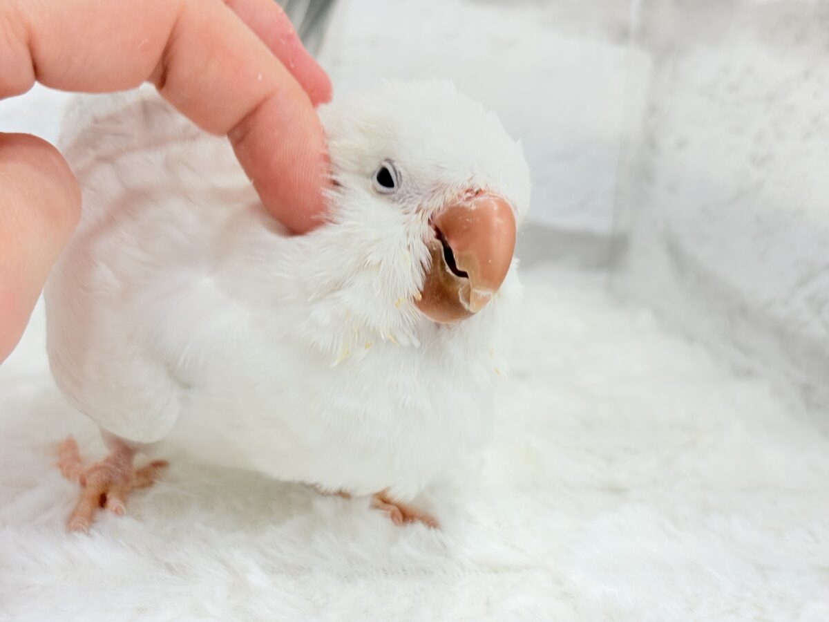 オキナインコ