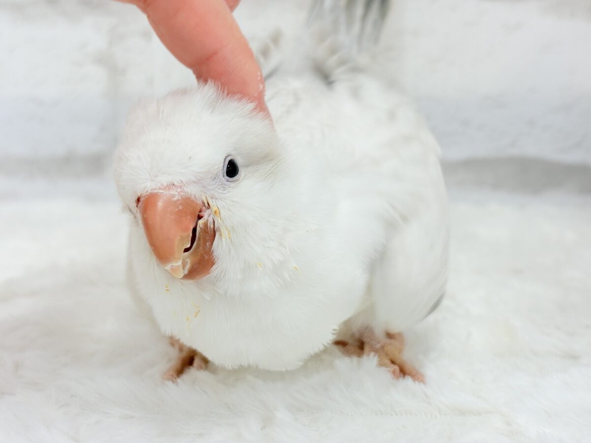 オキナインコ