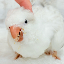 もこもこ膨らむ甘えんぼ🐥☁️💖オキナインコ(コバルトパリドオパーリン) ヒナ