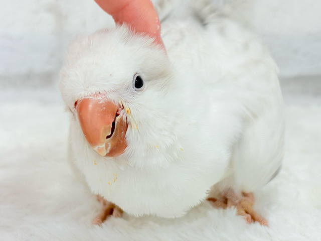 もこもこ膨らむ甘えんぼ🐥☁️💖オキナインコ(コバルトパリドオパーリン) ヒナ