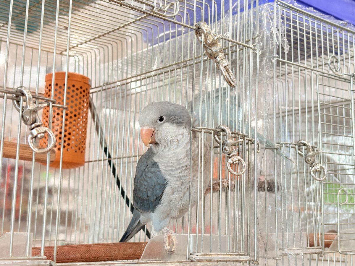 オキナインコ