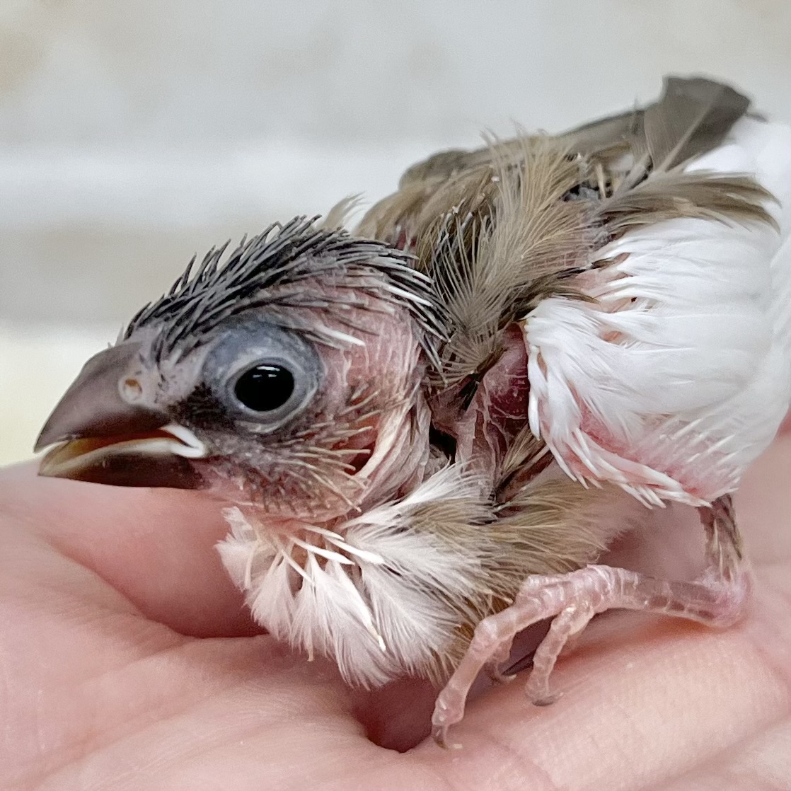 小さき命…🐣💕💕　十姉妹（茶白）