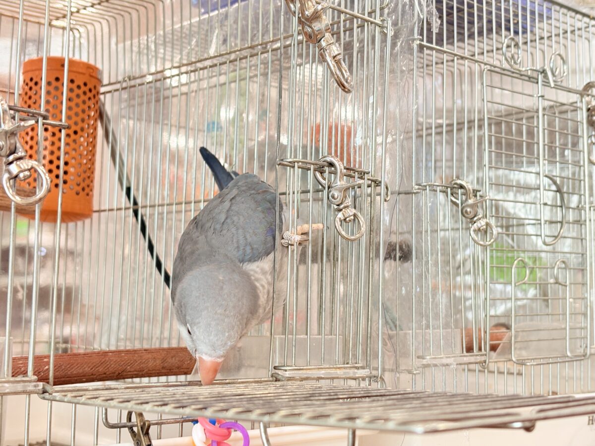 オキナインコ