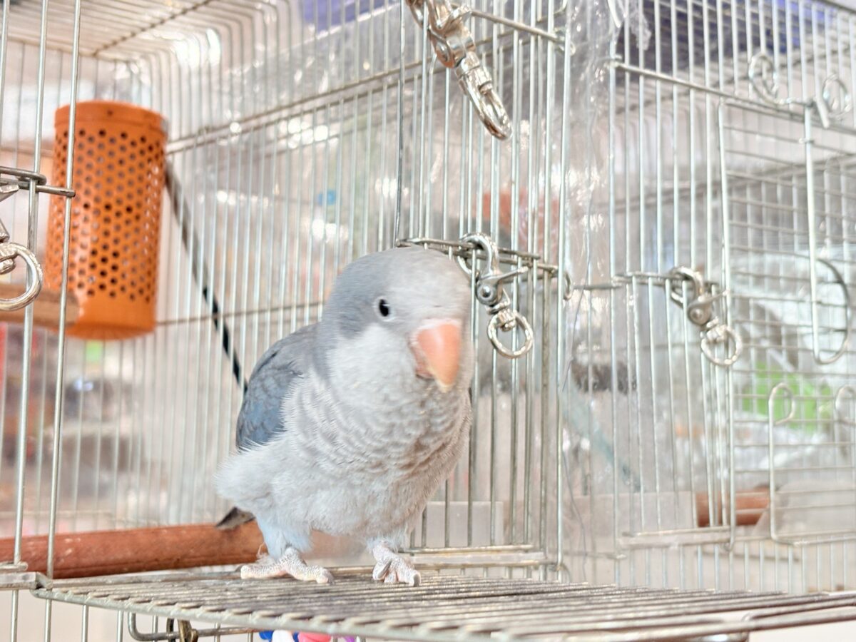 オキナインコ