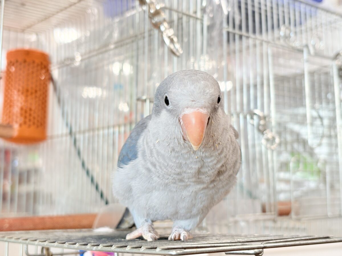オキナインコ