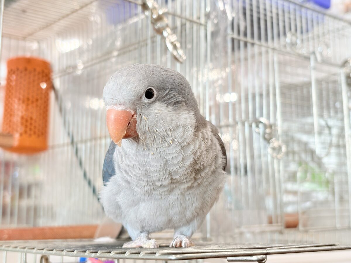 オキナインコ