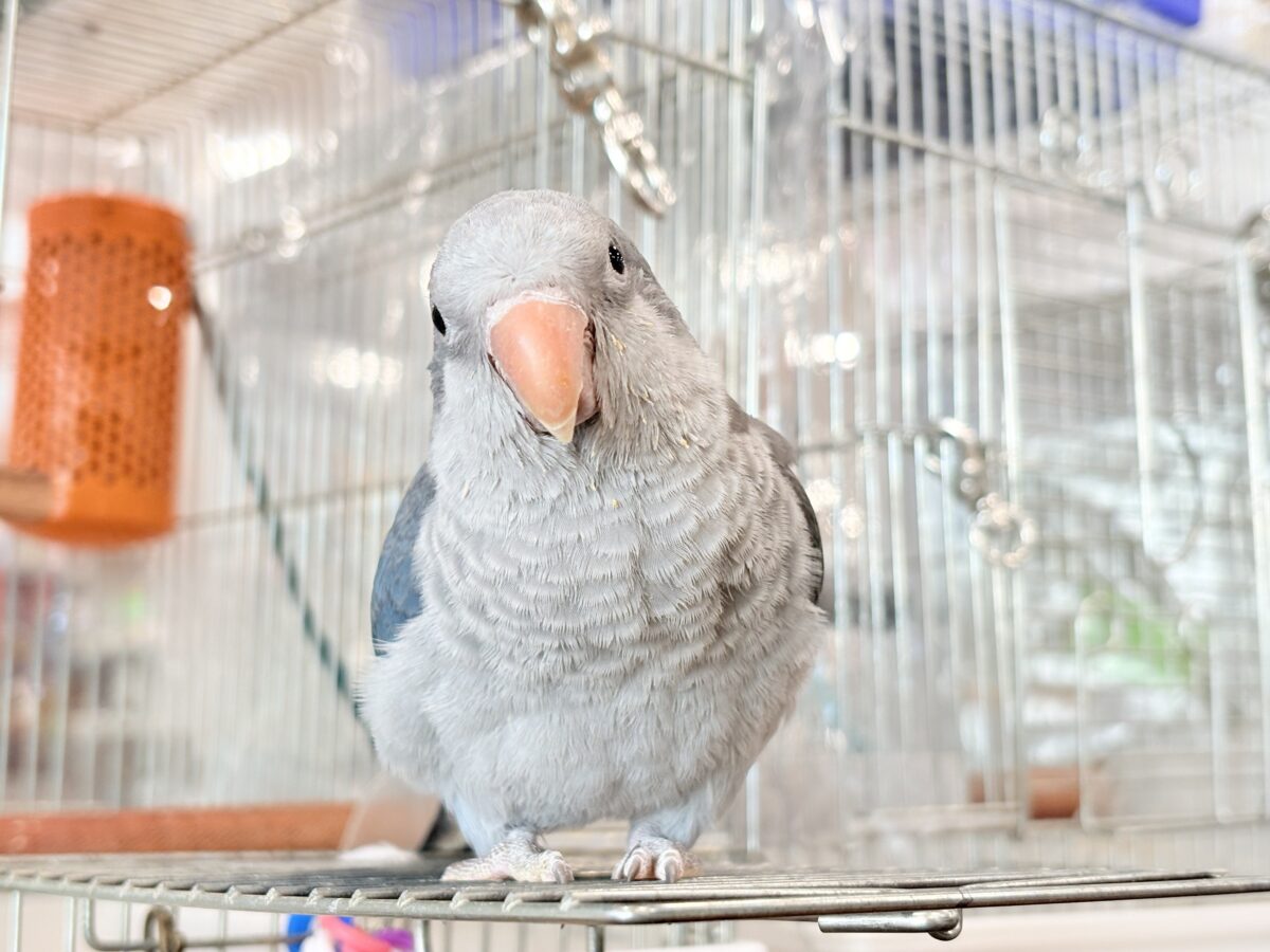 オキナインコ