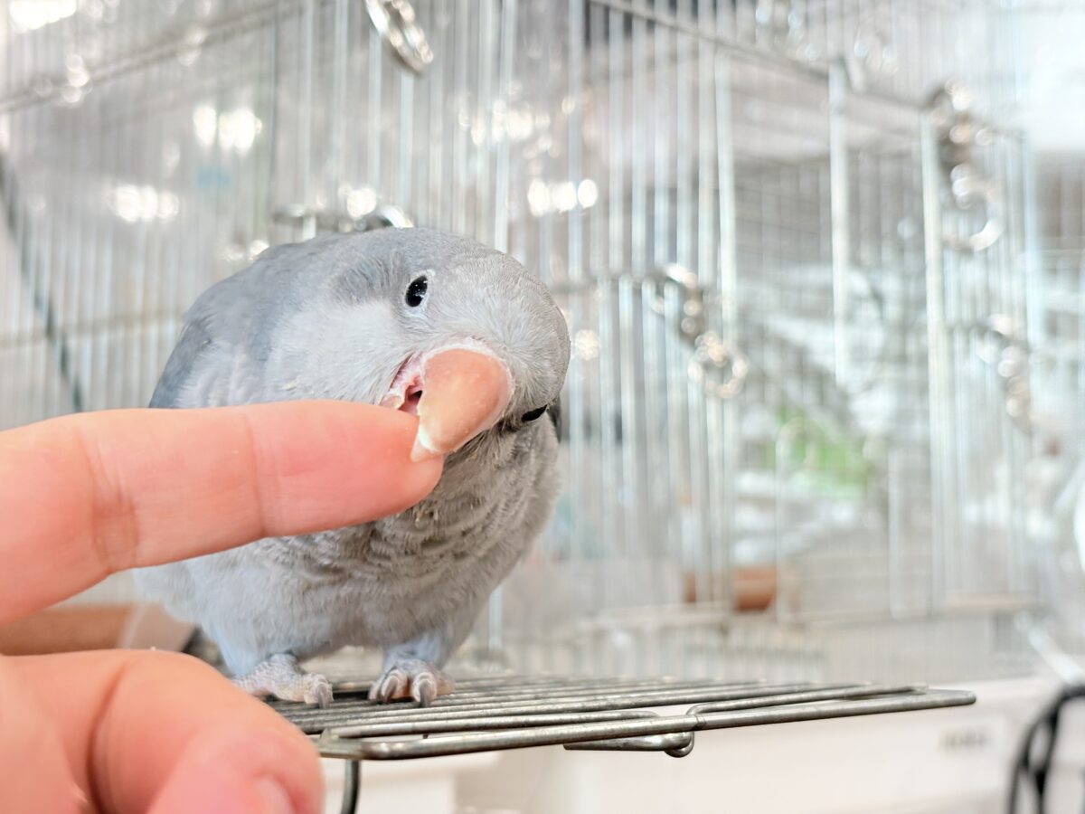 オキナインコ