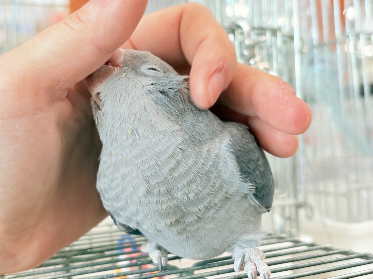 オキナインコ