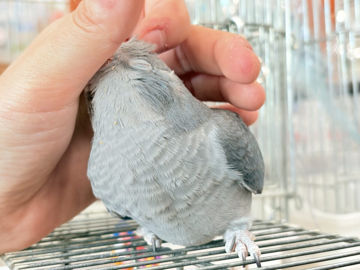 オキナインコ