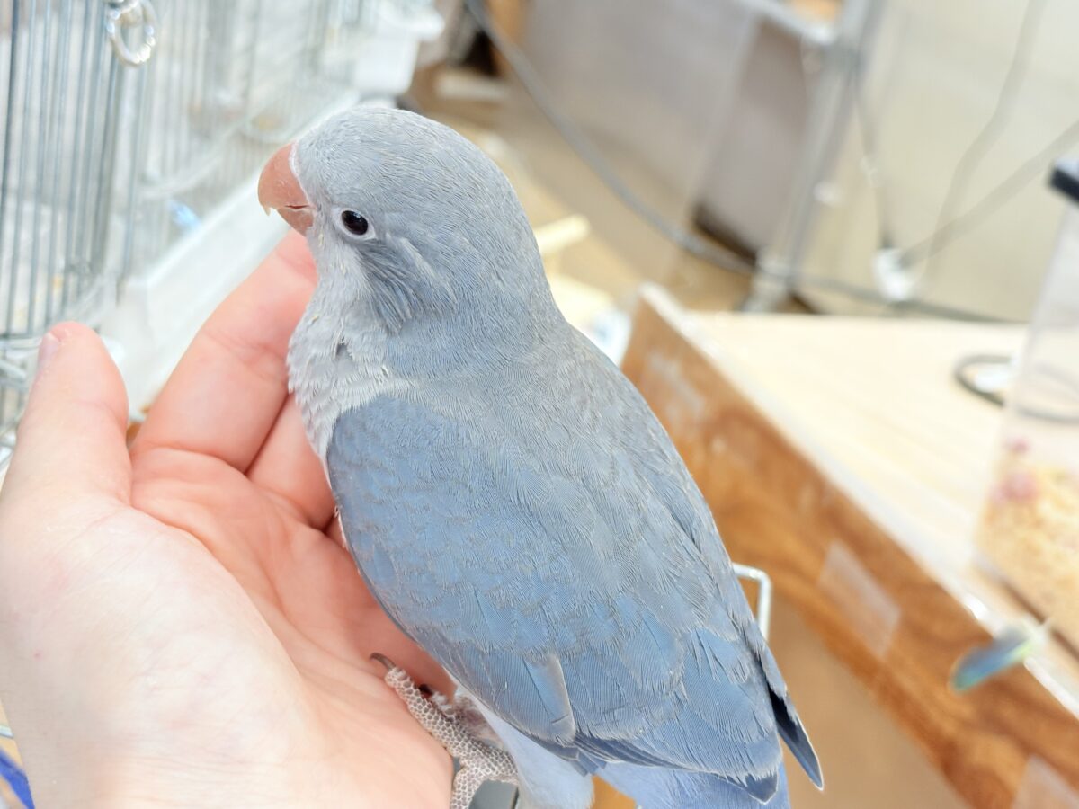 オキナインコ
