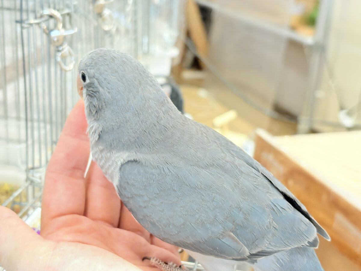 オキナインコ
