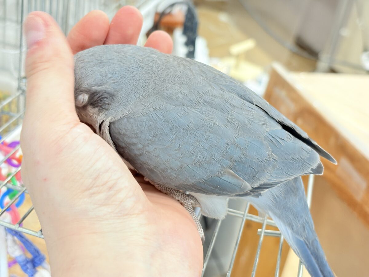 オキナインコ