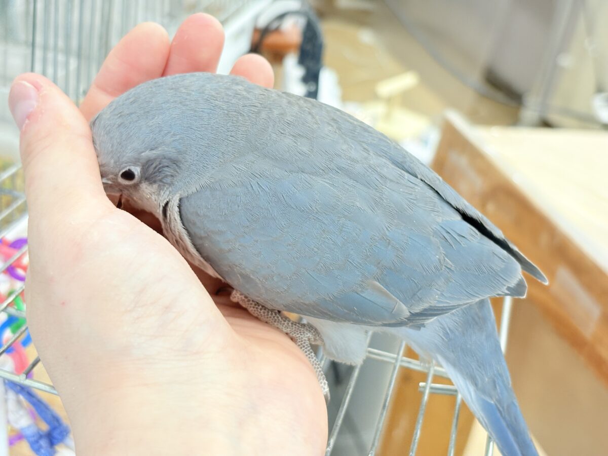 オキナインコ