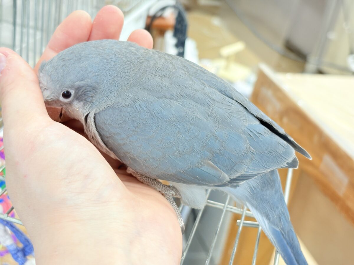 オキナインコ