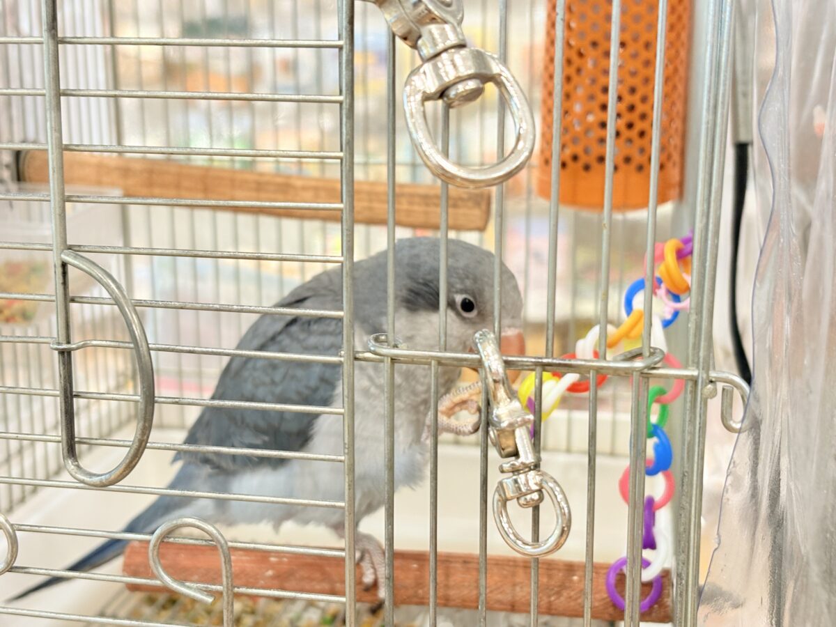 オキナインコ