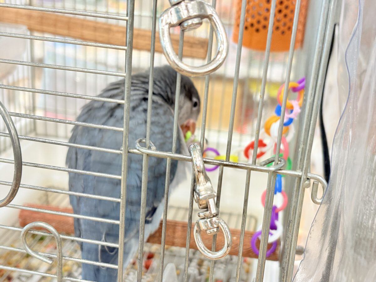 オキナインコ