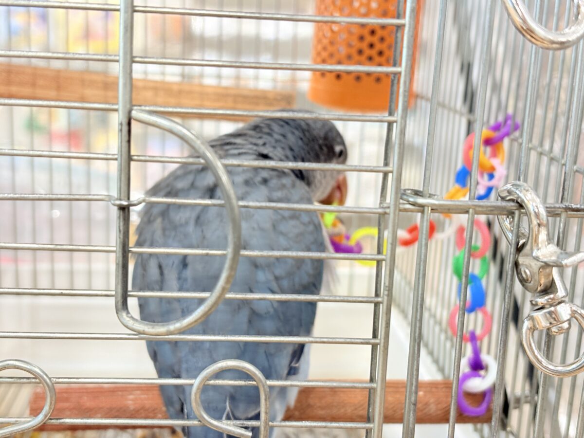 オキナインコ
