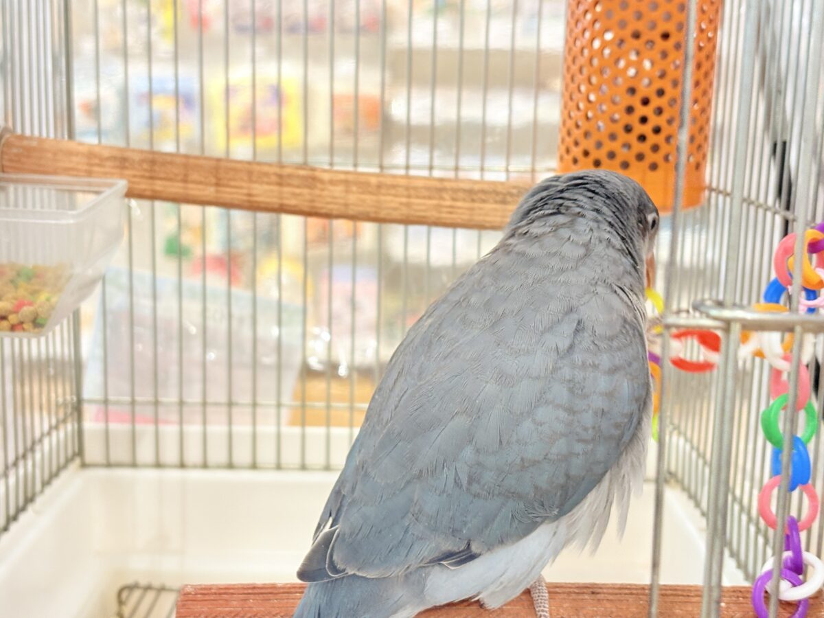 オキナインコ