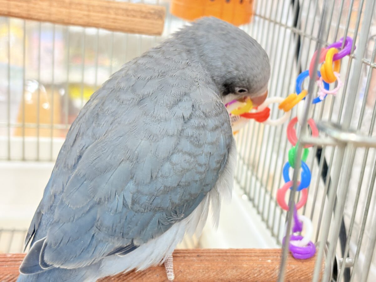 オキナインコ