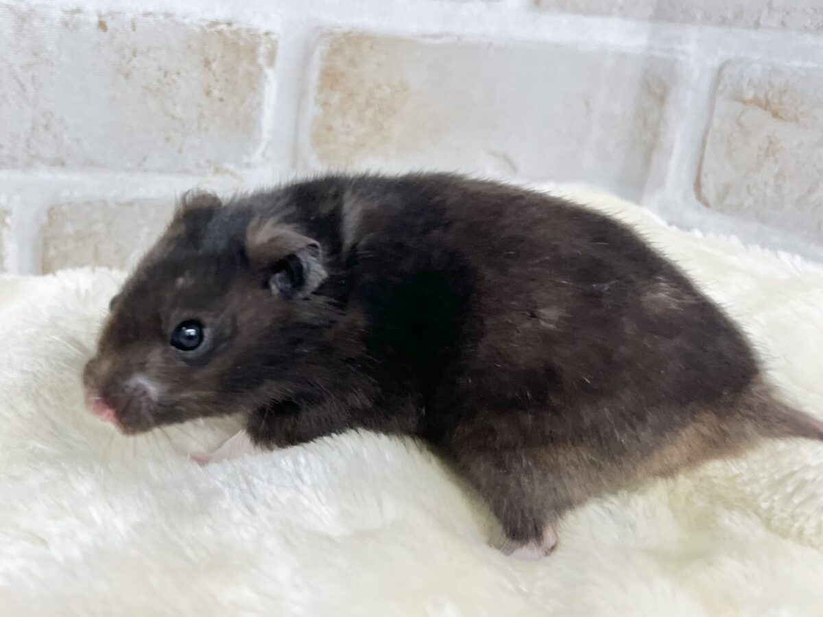 ゴールデンハムスター