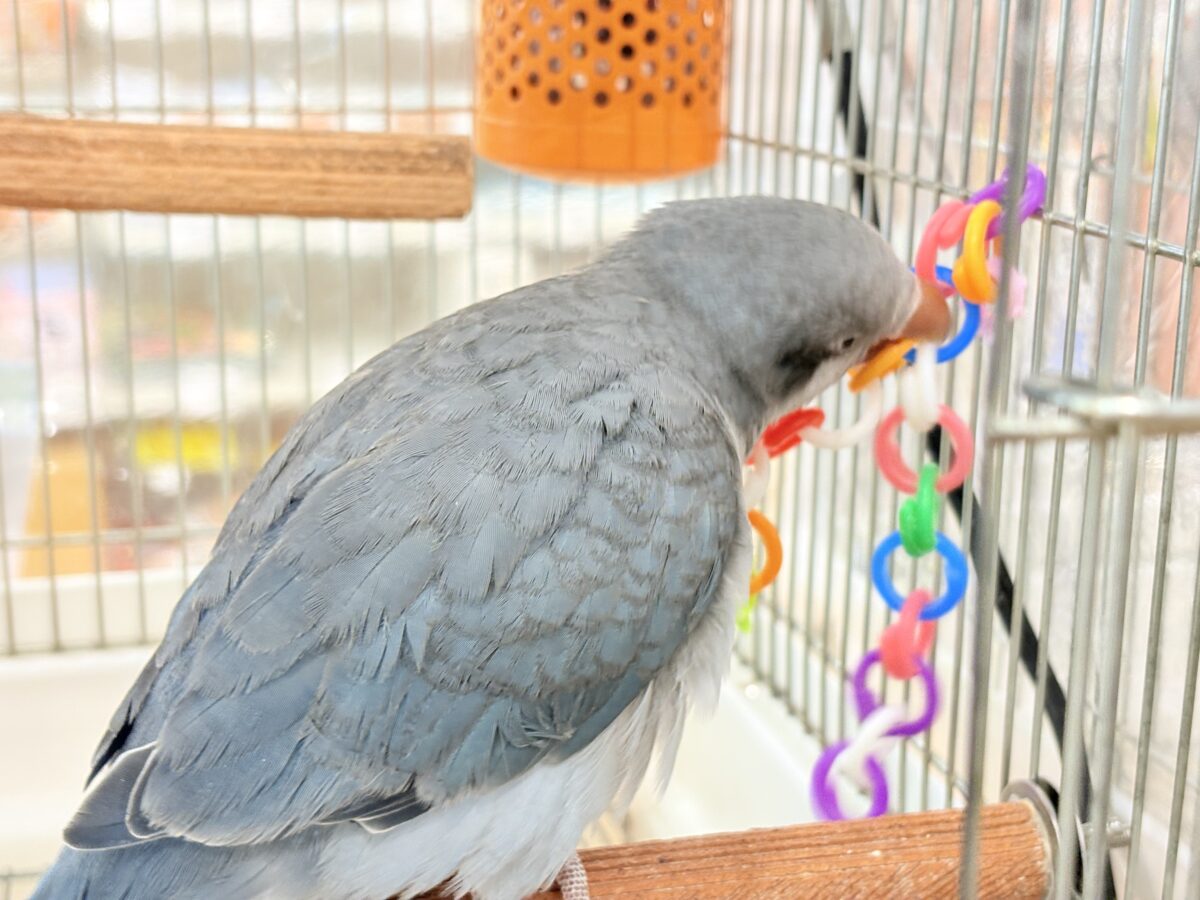 オキナインコ