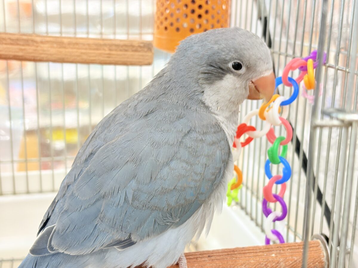 オキナインコ