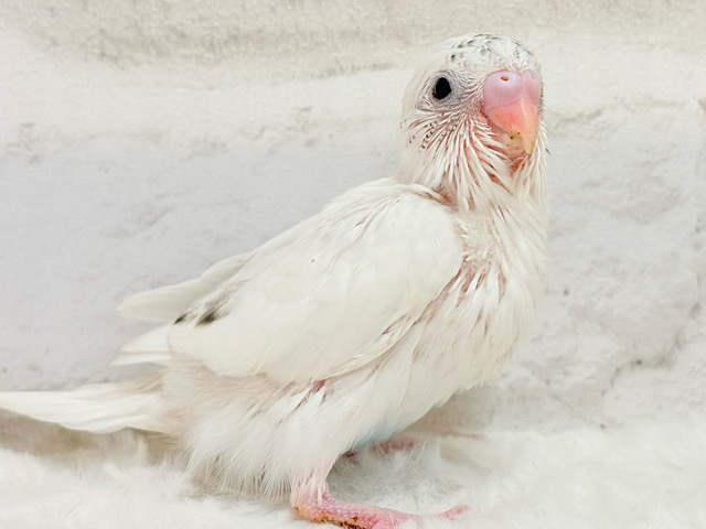 おむすびにごま塩ぱらり🐣🍙🫧セキセイインコ(白ハルクイン) ヒナ