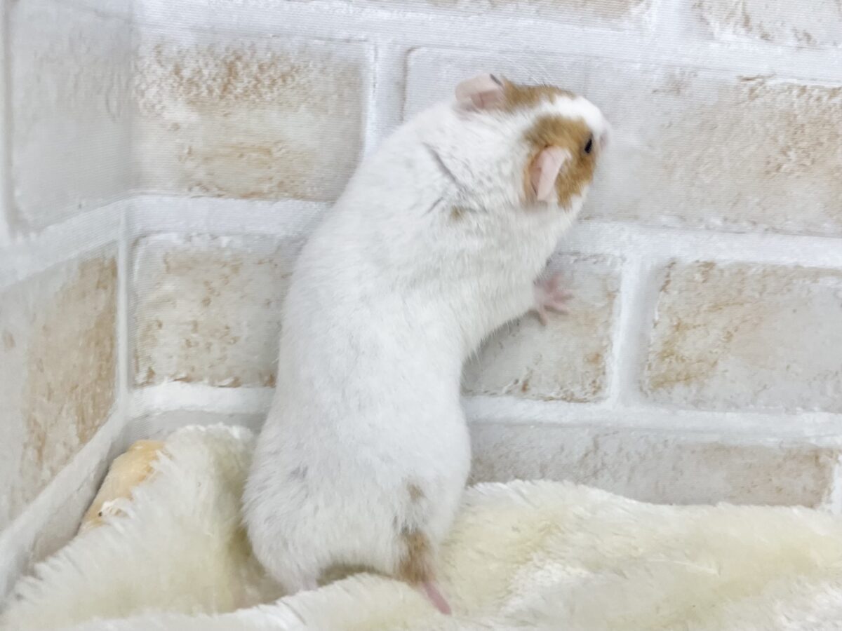 元気いっぱい〜🐹☀️✨ カラーハムスター(ドミノ) ゴールデンハムスター