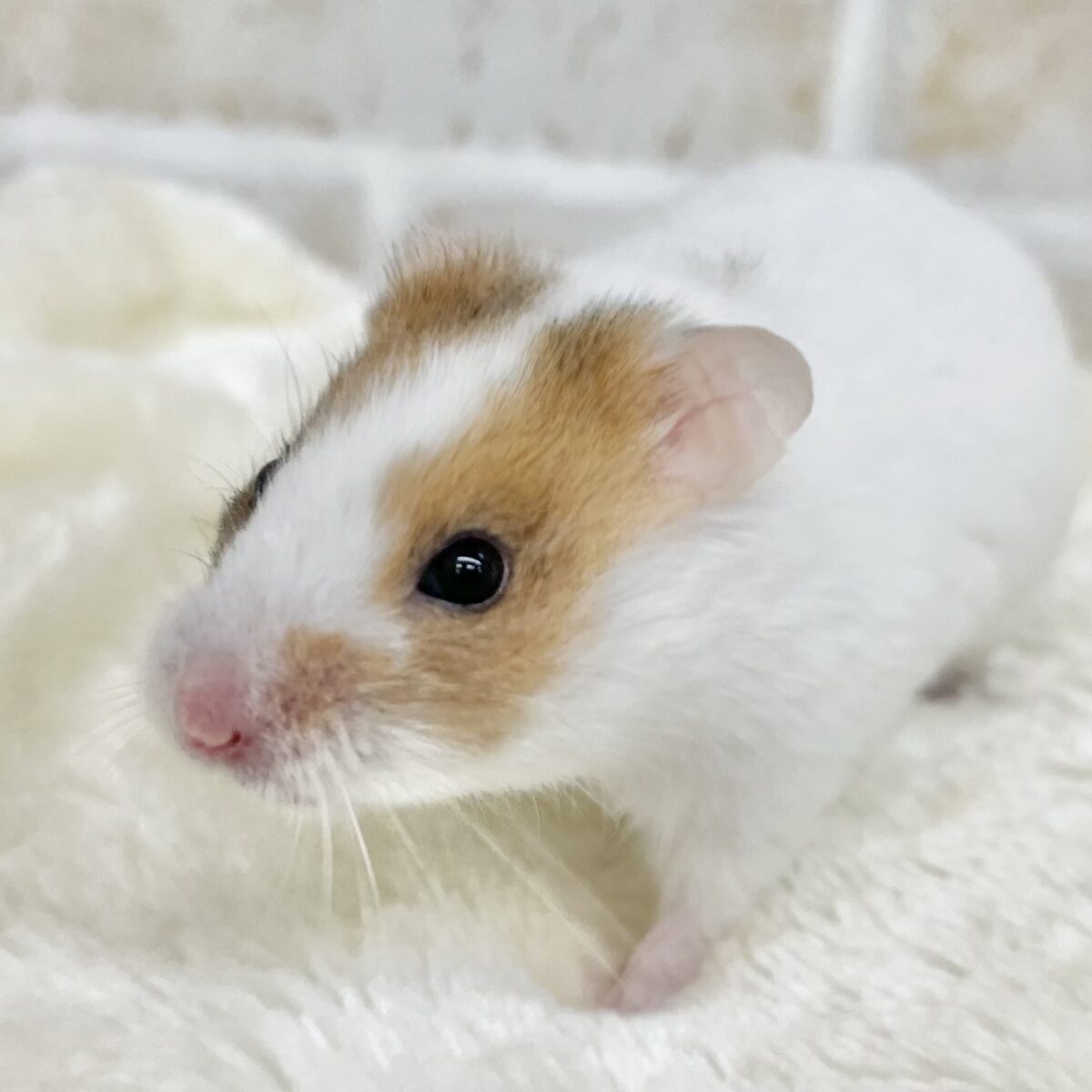 元気いっぱい〜🐹☀️✨ カラーハムスター(ドミノ) 元気いっぱい〜🐹☀️✨ カラーハムスター(ドミノ)