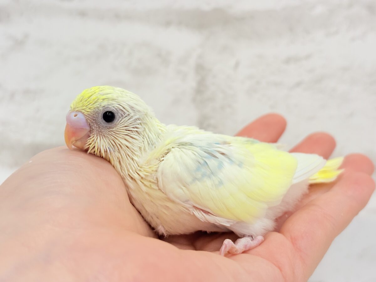 セキセイインコ