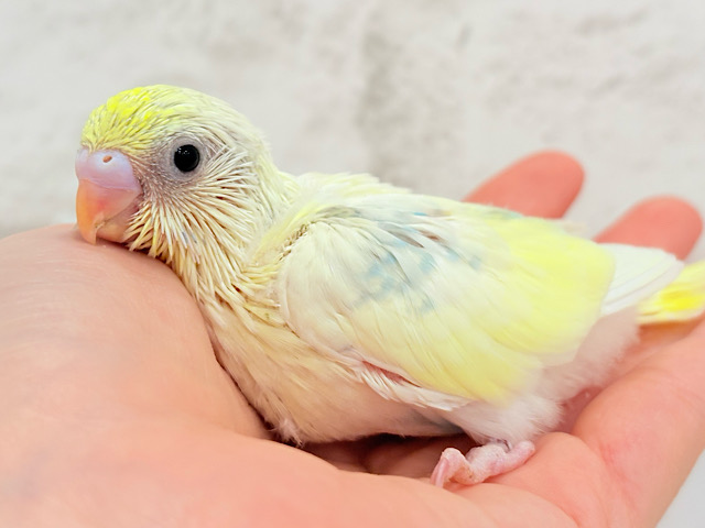 爽やかなレモンクリームケーキみたい🐣🧁セキセイインコ(パステルカラーレインボーパイド) ヒナ