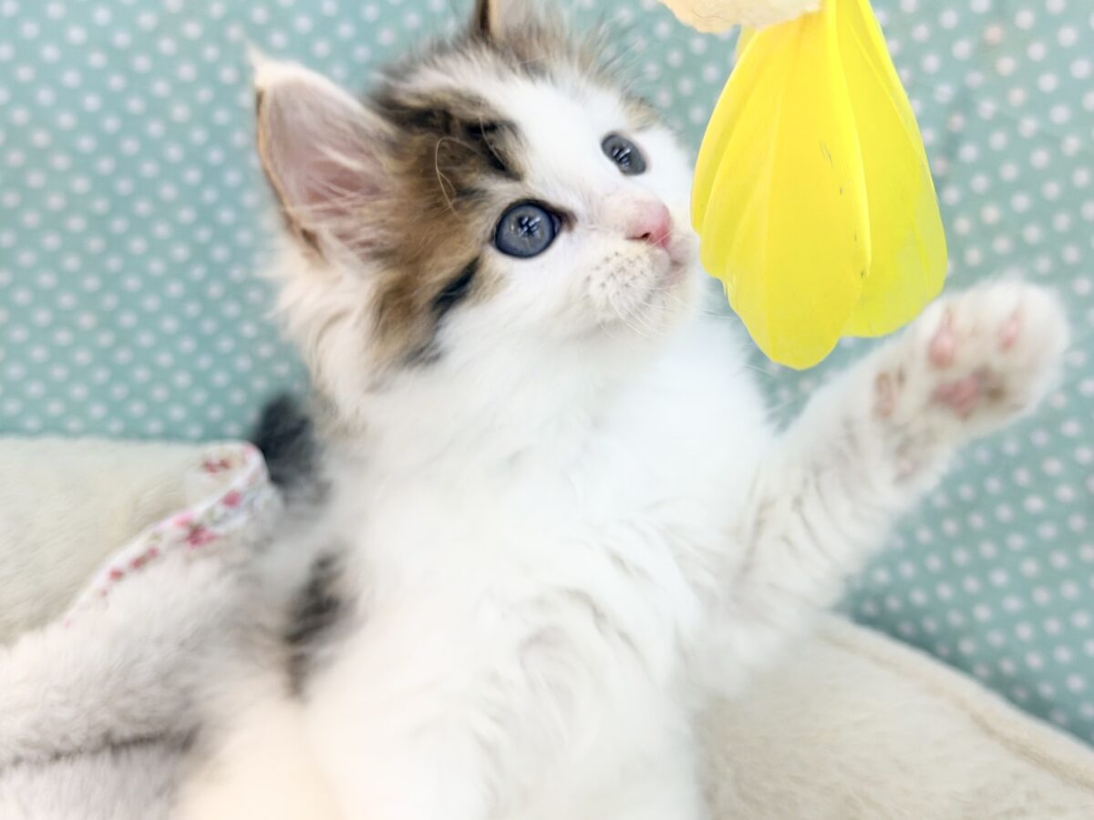 ご飯ガツガツ食いしん坊くん💙サイベリアンの男の子入荷しました❤️ サイベリアン