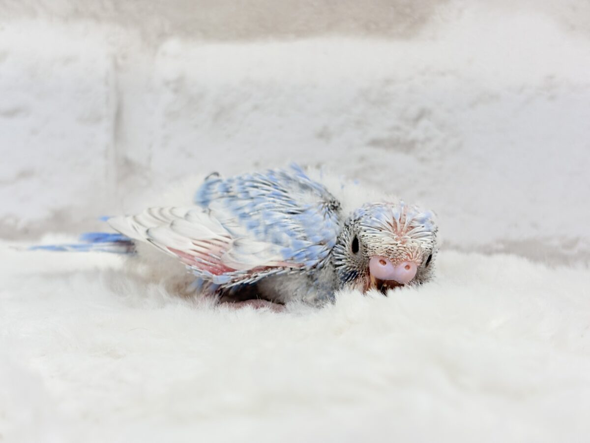 梵天セキセイインコ