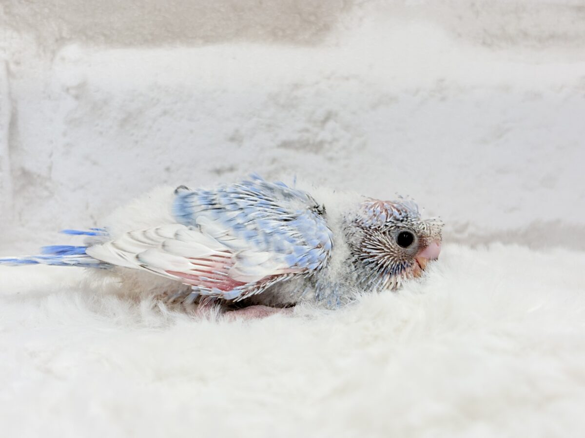 おめめパッチリ♡頭に注目🐣🌀梵天セキセイインコ(スパングル) ヒナ 梵天セキセイインコ