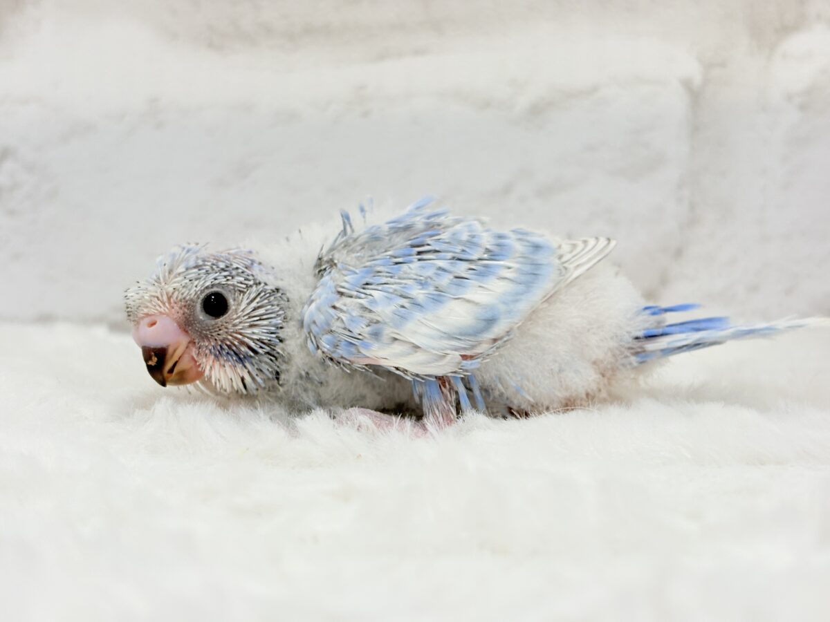 梵天セキセイインコ